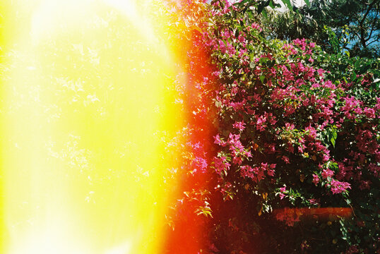 pink bougainvilla with light leak on film frame
