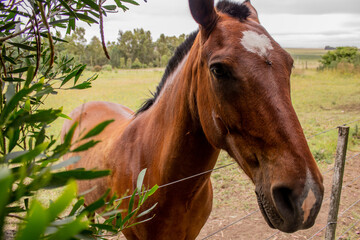 portrait of a brown lovely horse