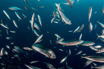 School of Mackerel Scad Fish