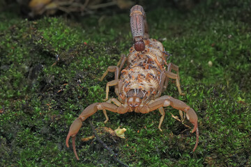 
A mother scorpion (Hottentotta hottentotta) is holding her babies to protect them from predators.