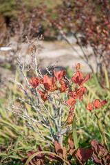 Autumn brown leaves of rhododendron