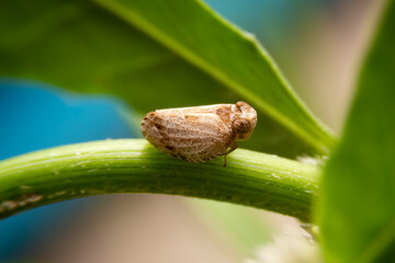 Close up of the Brown planthopper on green leaf in the garden. the  Nilaparvata lugens (Stal) on green brunch.