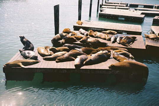 sea lions at pier 39 in san francisco on sunny blue sky day
