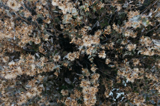 dead wildflower texture from above