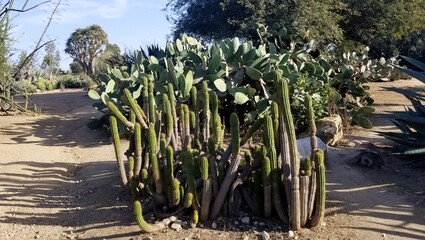 Cactus, Succulent plants in Fullerton Arboretum, California