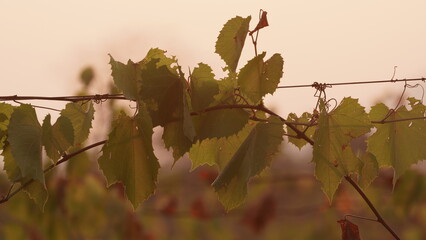 Thailand Mountains of Khao Yai and Vineyards 