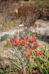 Autumn brown leaves of rhododendron