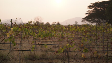 Thailand Mountains of Khao Yai and Vineyards 