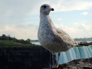 A beautiful seagull standing on a stone with Niagara Fall in the background