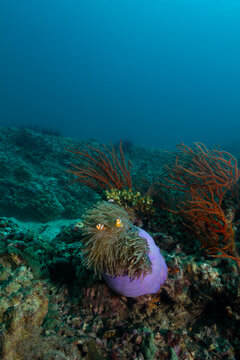 Clownfish in anemone on the coral reef in Thailand