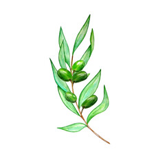 Watercolor olive tree branch with leaves and green olives