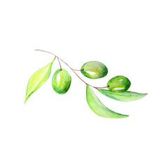 Watercolor olive tree branch with leaves and green olives