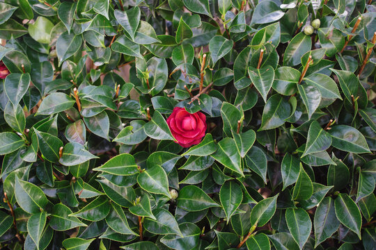 Red rose in a foliage