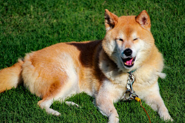 Shiba Wink