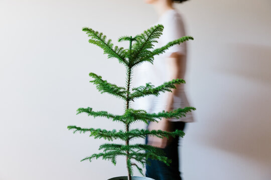 Movement shot of woman walking behind a small Norfolk Island Pine Tree in a pot
