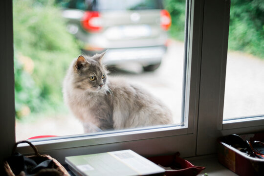 Handsome grey Persian cat looks inside the house through a window