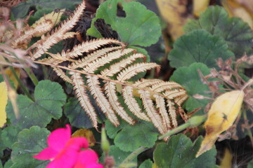 Fern Plants Autumn Colours, Alexander Circle Park, Edmonton, Alberta