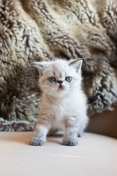 Seal Lynx Point Kitten