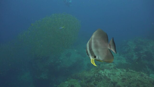Batfish and A School of The yellowstripe scad (Selaroides leptolepis)