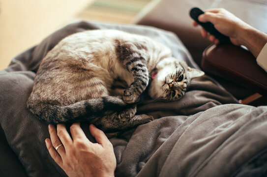 Lynx point Siamese cat curled up on her male owner's lap - looking up at him