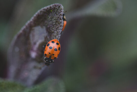 ladybug on a purple sage leaf