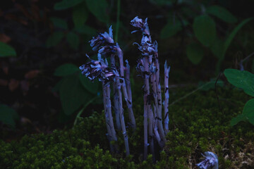 Indian pipe flower in forest