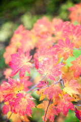 Naklejka na ściany i meble Yellow and red autumn maple leaves bright background