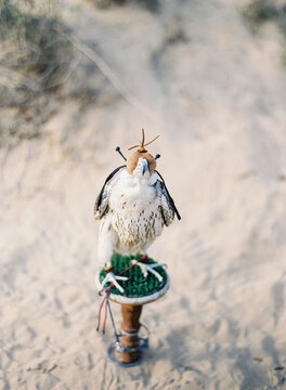 Middle Eastern Falcon in UAE