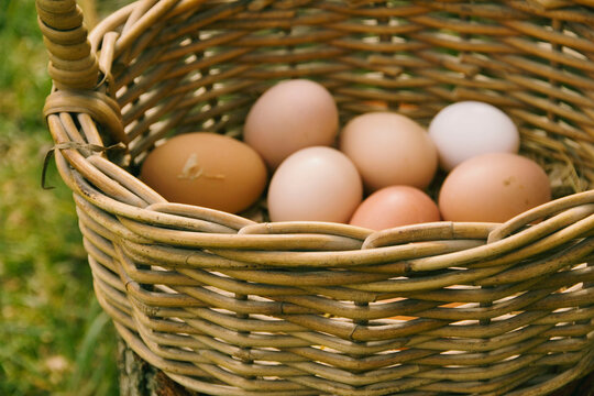 Basket of freshly collected chicken eggs