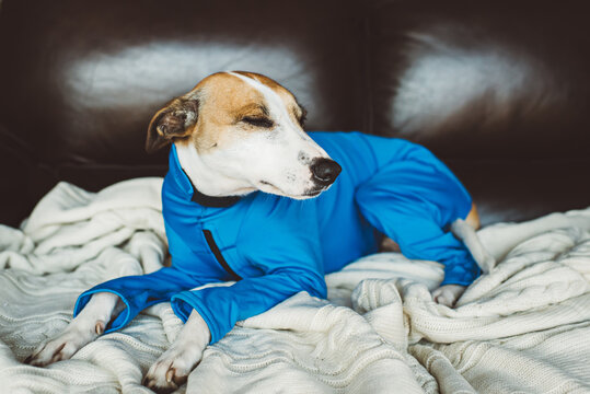 Dog in onesie resting on couch