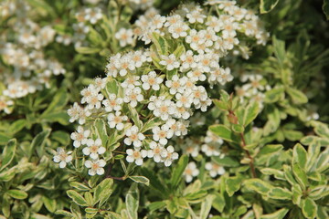 小さな白い花をたくさん咲かせたピラカンサ