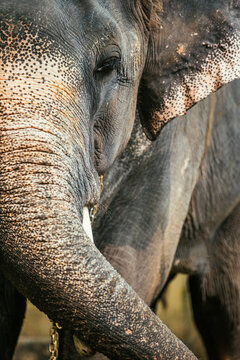 Closeup of half the head and trunk of an elephant