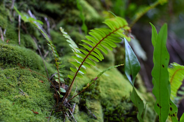 gros plan sur une fougere