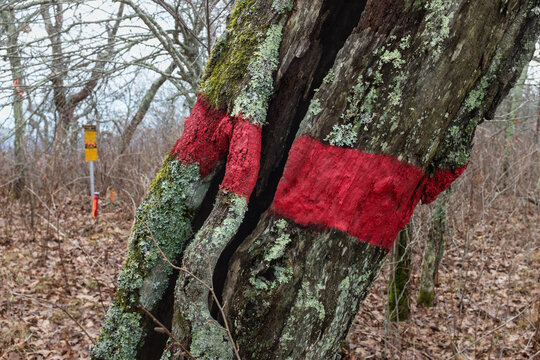 Boundary tree marked with red paint to denote boundary between public and private property