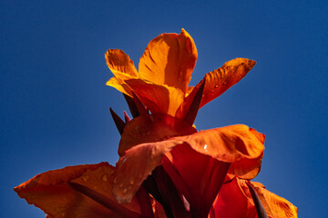 Rotes Blumenrohr