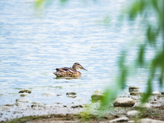 Female mallard swimming in rippled water, seen through defocused leaves