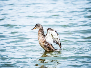Female mallard standing in rippled lake water with wings spread