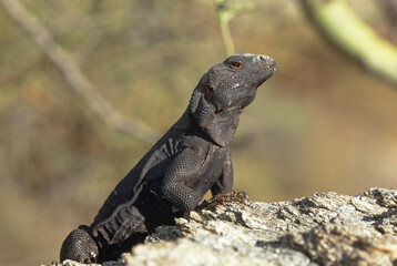 Common Chuckwalla (Sauromalus ater)
