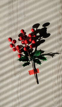Christmas Twig on a Sunlit Wall