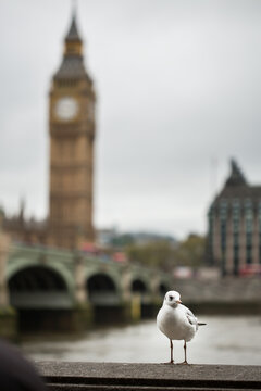 Seagull in front of Big Ben, London