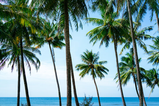 Palm trees at tropical beach