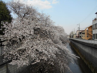 満開の桜（石神井川）