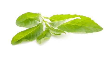 Fototapeta premium vegetable green leaf an isolated on white background