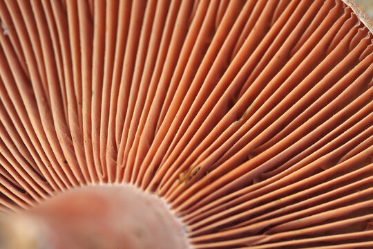 Fresh wild mushroom close-up macro