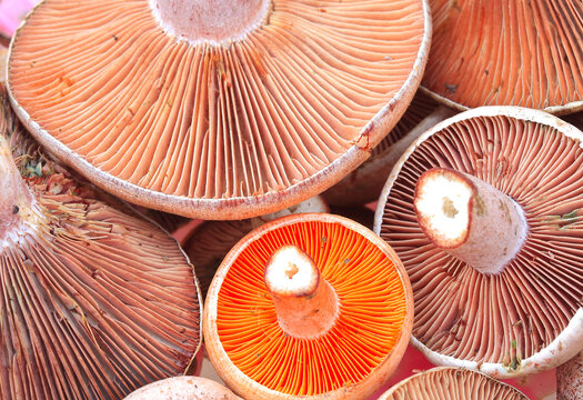 Fresh wild mushrooms