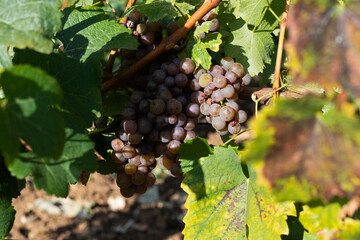 Vineyard in Romania