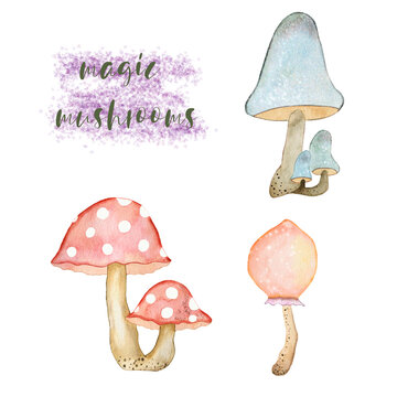 Watercolor illustration Amanita and other mushrooms. Drawn by hand with watercolors and is suitable for all types of design and printing.