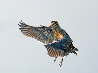 Common snipe (Gallinago gallinago) in its natural enviroment in Denmark