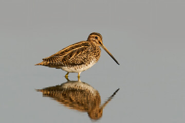 Common snipe (Gallinago gallinago) in its natural enviroment in Denmark