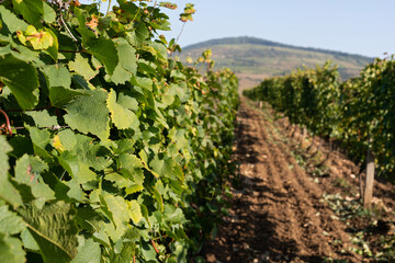 Vineyard in Romania